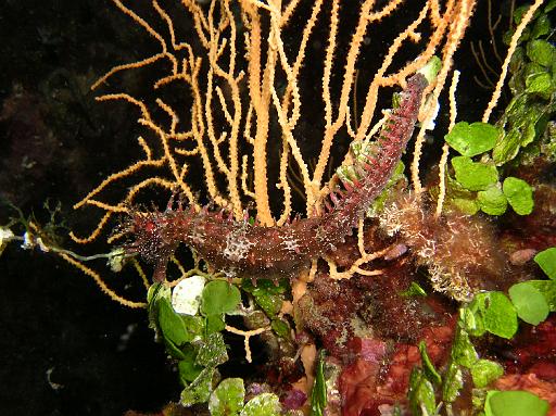 Poisson Hippocampe.JPG